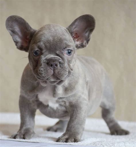 Another rare french bulldog color is sable. Isabella French Bulldog- Guide to the rarest lilac ...