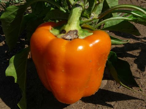There is still plenty of variation among individual peppers. vegetables - Why did my jalapeños turn black? - Gardening ...