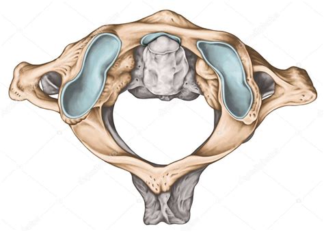 Columna Cervical Morfología Vertebral Primera Y Segunda Vértebra