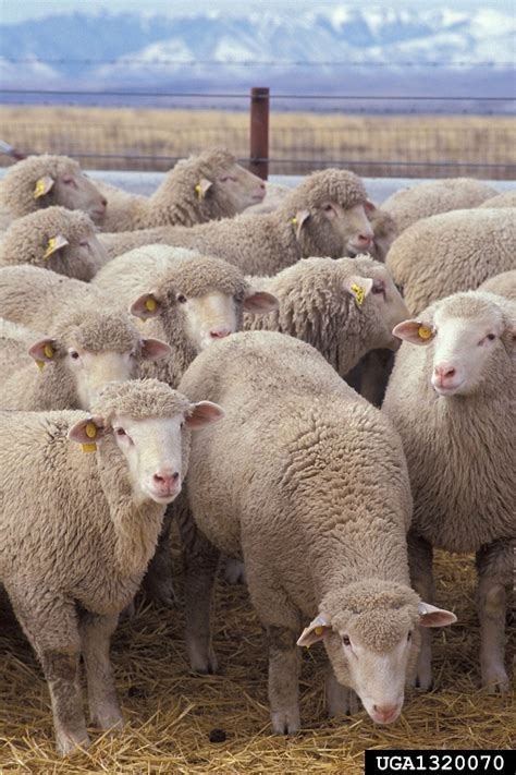 Sheep Ovis Aries