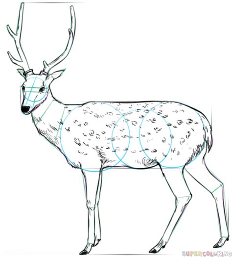 We have now placed twitpic in an archived state. How to draw a white tailed deer | Step by step Drawing ...