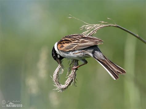 Reed Bunting Photos Reed Bunting Images Nature Wildlife Pictures