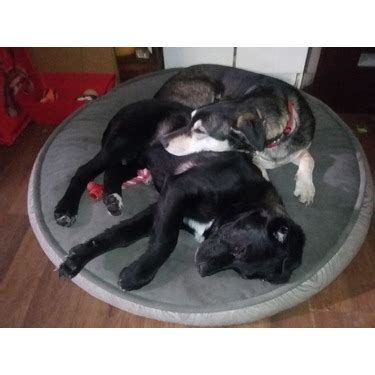 Is the casper mattress right for you? Kirkland dog bed reviews in Pet Products - ChickAdvisor