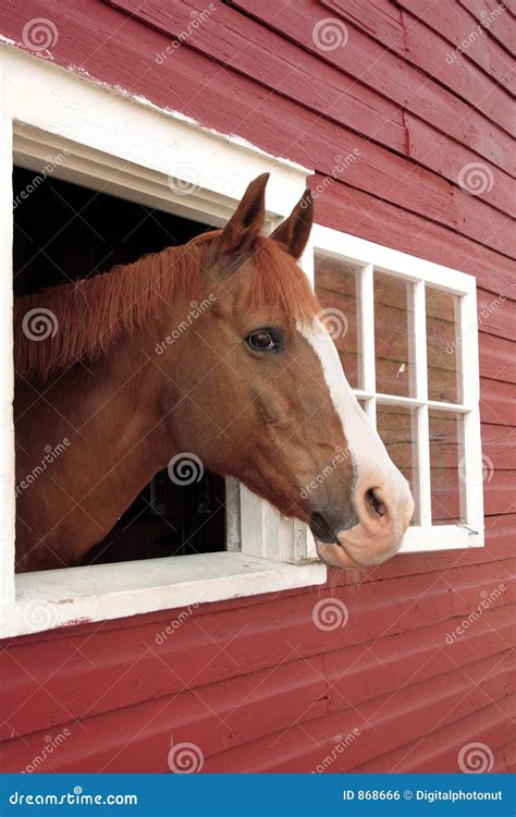 Horse Looks Out Window Royalty Free Stock Image Image 868666