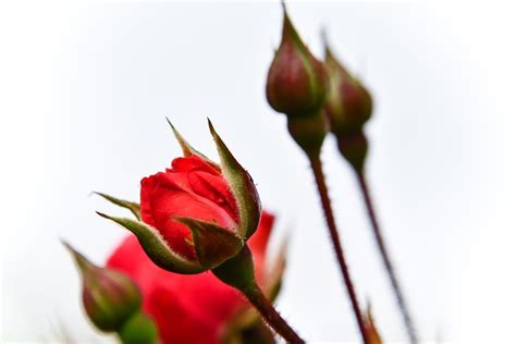 Rosa Vermelha Flor Foto Gratuita No Pixabay Pixabay