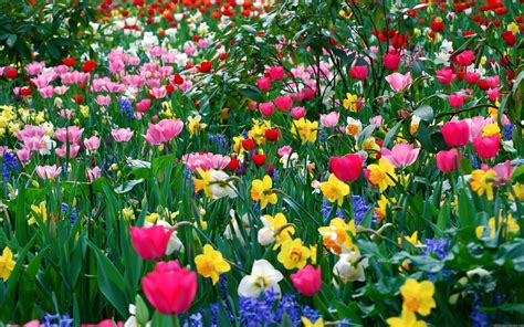 Download high quality flower pictures for your mobile, desktop or website. A Beginner's Guide To A Beautiful Flower Garden | Garden ...