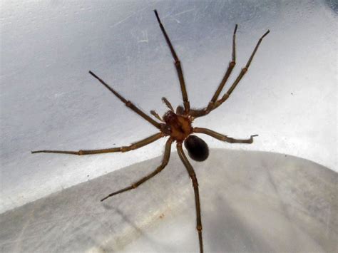 A 52 Year Old Man Was Bitten By A Corner Spider And Died Three Days Later