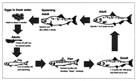 Life Cycle Of The Salmon Ielts Writing Task 1