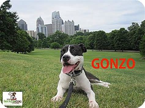 Alpharetta Ga Pit Bull Terrierlabrador Retriever Meet Gonzo A Pet