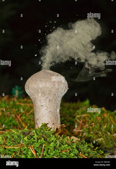 Puffball Fungus Spore Hi Res Stock Photography And Images Alamy