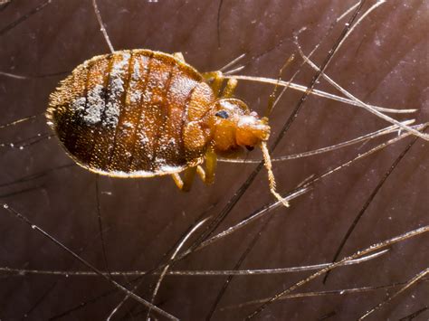 Identify Bed Bugs How They Start Where They Come From