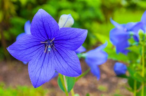 秋の七草、桔梗（キキョウ）の魅力と育て方 lovegreen ラブグリーン blue flowering plants balloon flowers blue flowers