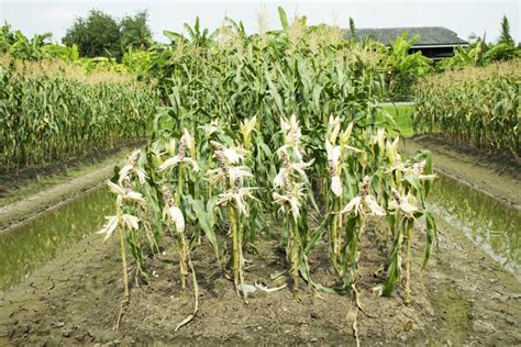 Waxy Corn Or Zea Mays Ceratina From Agricultural Corn Plantation Stock