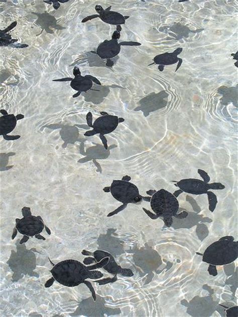 New Life Turtle Babies I Dream To One Day See A