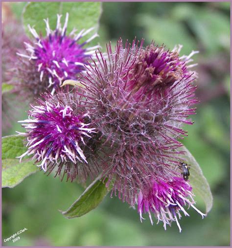 Lesser Burdock