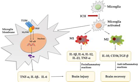 Frontiers Pathophysiological Mechanisms And Potential Therapeutic
