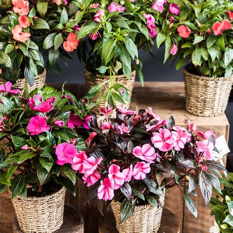Our Plant Wall Features These Stunning Vibrant New Guinean Impatiens