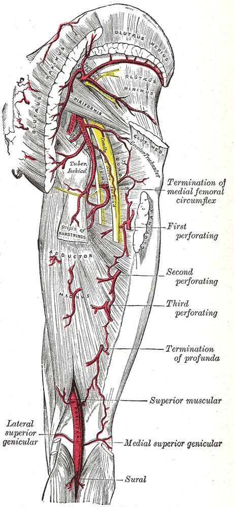 Accompanying Artery Of Ischiadic Nerve Alchetron The Free Social