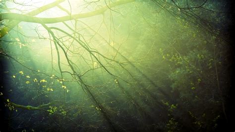 Green Leafed Plant Sunlight Trees Forest Branch Hd Wallpaper