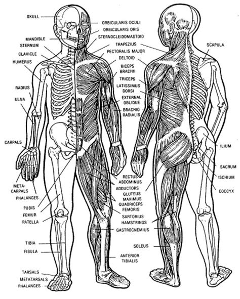 Our vintage anatomy prints will look great in your home decor or in your office. FMST Student Manual - FMST 1407 - Manage Musculoskeletal ...