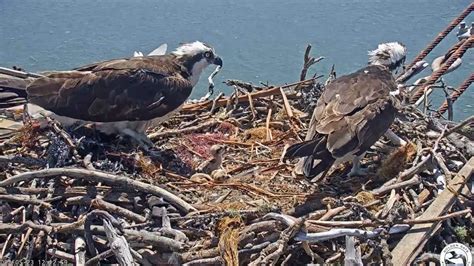 May 23 Rosie Comes Back San Francisco Osprey Cam With Rosie And Richmond Youtube