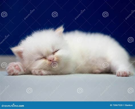 White Persian Cat Kitten Is Sleeping On Blue Background Stock Photo