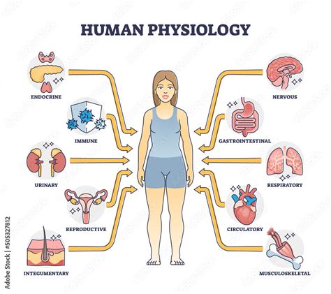 Human Physiology As Body Functions And Organ Health Study Outline