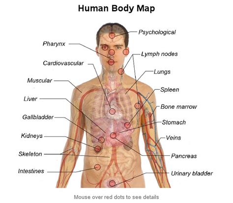 Typical of mammalian structure, the human body shows such characteristics as hair, mammary glands, and highly developed sense organs. 22 best images about Anatomy of Organs in Body on Pinterest