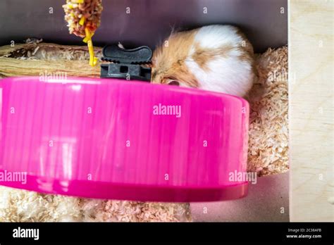 Syrian Hamster In Hamster Cage Stock Photo Alamy