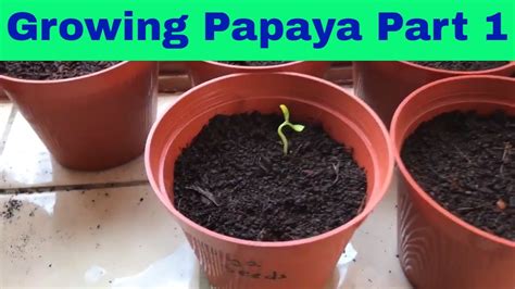 Growing Papaya From Seed Part 1 Uk Youtube