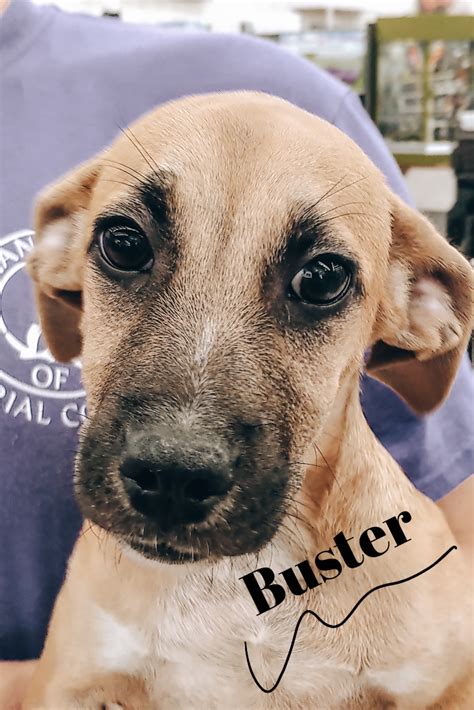 Meet Buster!! | Small dog adoption, Sick pets, Animal shelters near me