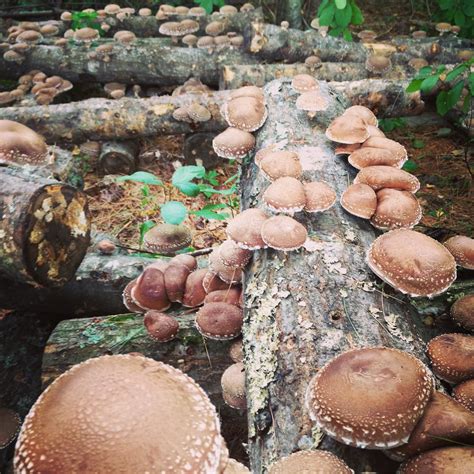 Mushrooms Growing In Garden Ireland Hosea Mckee