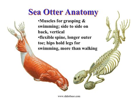 Sea Otter Anatomy Anatomical Charts And Posters