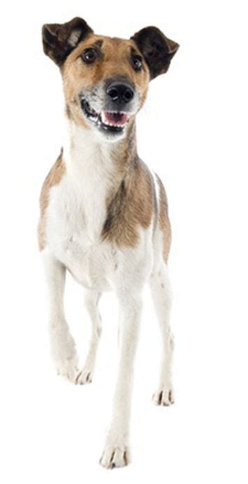 fox terrier dog breed information continental kennel club