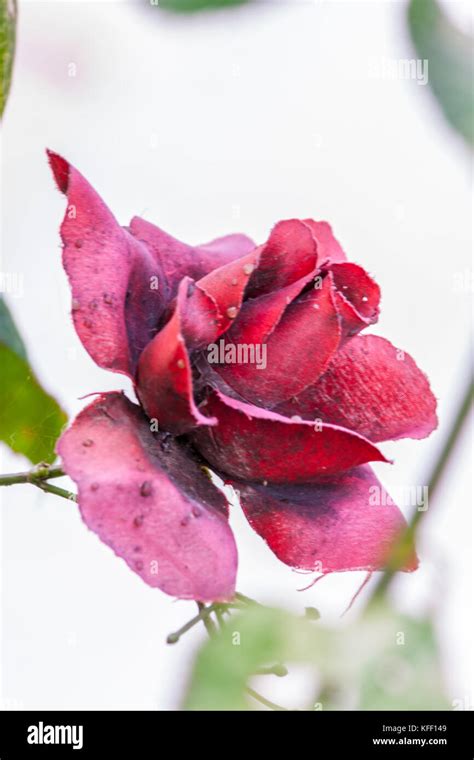 Old Red Rose Stock Photo Alamy