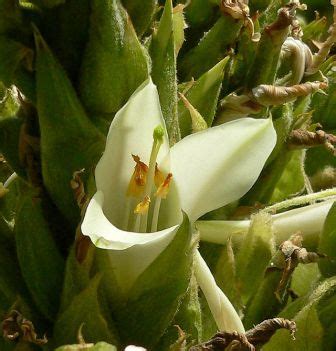 It blooms once every 40 years only for 4 days. The Puya Raimondii of Bolivia is the Largest Flower on Earth