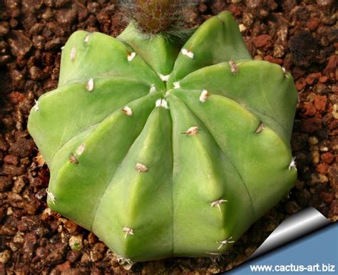 Alas, they dont last very long. Echinopsis subdenudata (E. subdenudatus)