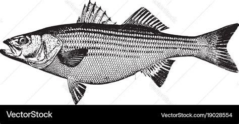 Striped Bass Vintage Royalty Free Vector Image