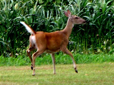 Fileeastern Whitetail Deer A Doe With Tail Up The White Flag Of