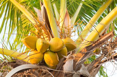 Group Of Yellow Coco Nuts In Palm Tree Stock Image Image Of Green