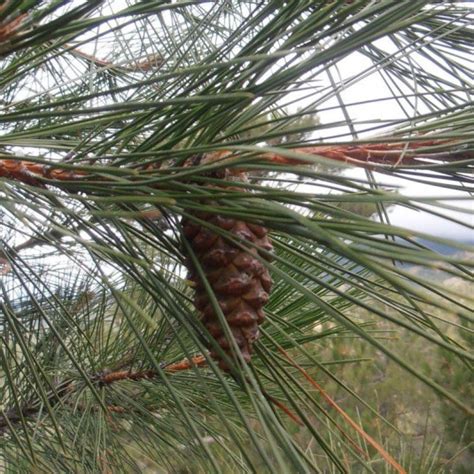 Pinus Nigra Laricio Vente Pin Noir De Corse