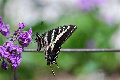 Swallowtail Butterfly With Western Wallflower In The Garden Swallowtail Wallflower Garden