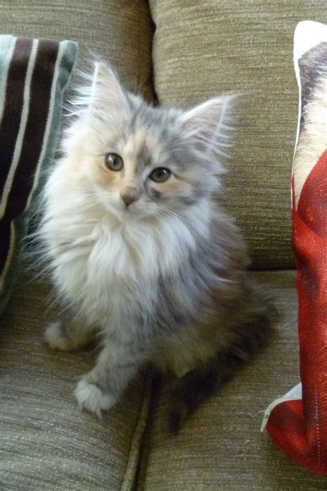 Norwegian Forest Cat Grey Girl Kitten For Sale