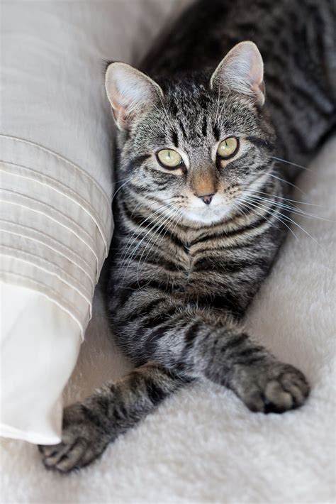 Tabby Common Cat Breeds Pets Lovers