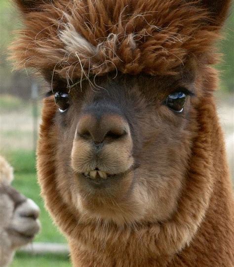 You can thank me later. 771 best images about Alpacas on Pinterest