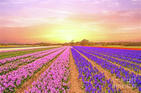 Tulip Fields In The Netherlands In Spring At Sunset Photograph By