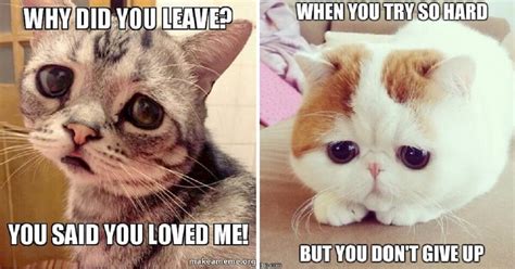 See more ideas about cat memes, funny cats, funny animals. 20 Sad Cat Memes That Are Too Cute For Words - Cats My Life