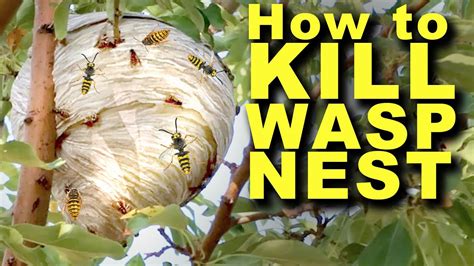 How To Kill A Wasp Nest F