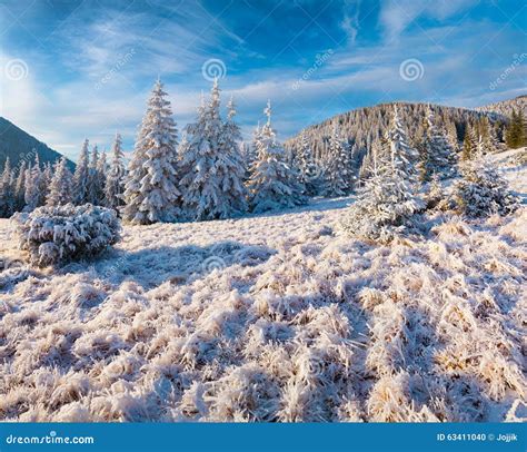 Sunny Winter Morning In The Mountain Forest Stock Photo Image Of