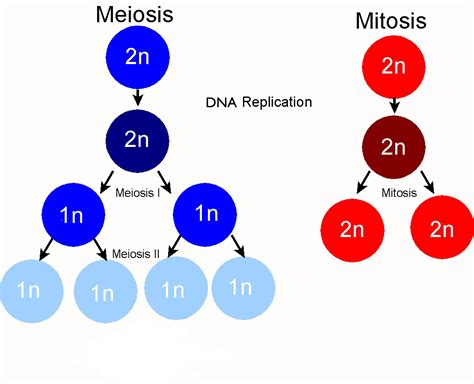 Some Differences Between Mitosis And Meiosis Way2usefulinfo